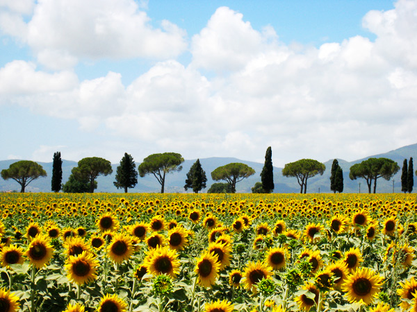 Destination Wedding Florence Italy